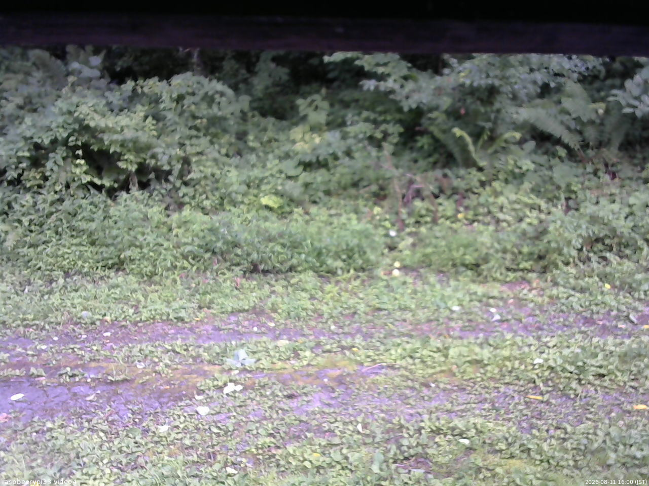 長野県菅平高原 ゆたか山荘 東側(坂下) 2026/08/11 16:00