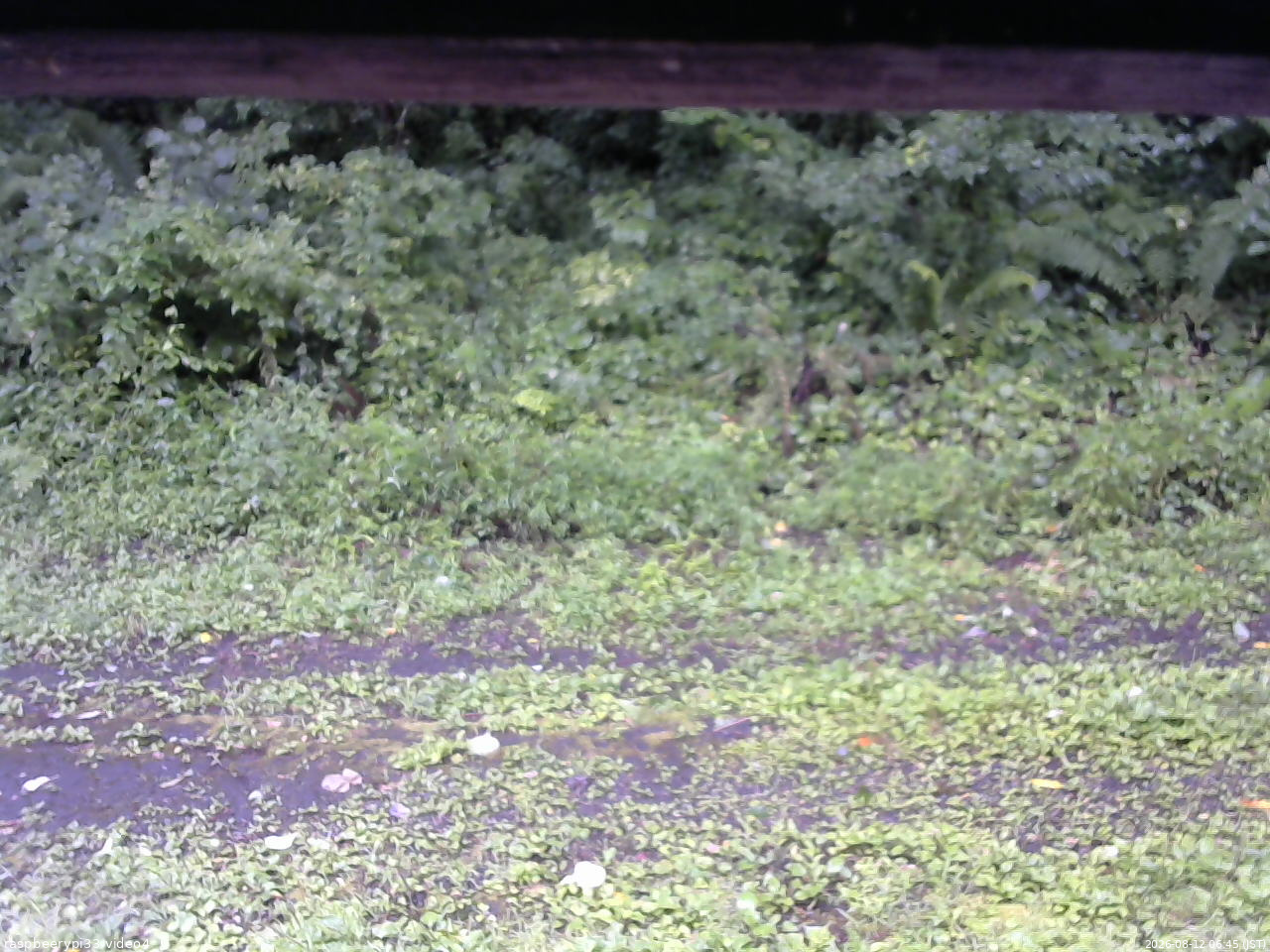 長野県菅平高原 ゆたか山荘 東側(坂下) 2026/08/12 06:45