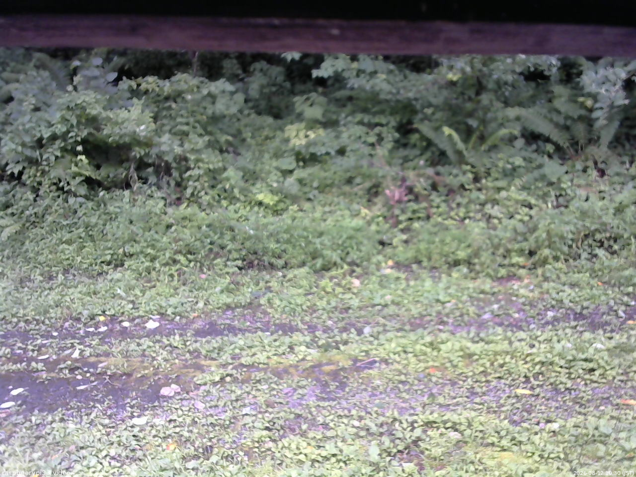 長野県菅平高原 ゆたか山荘 東側(坂下) 2026/08/12 10:30