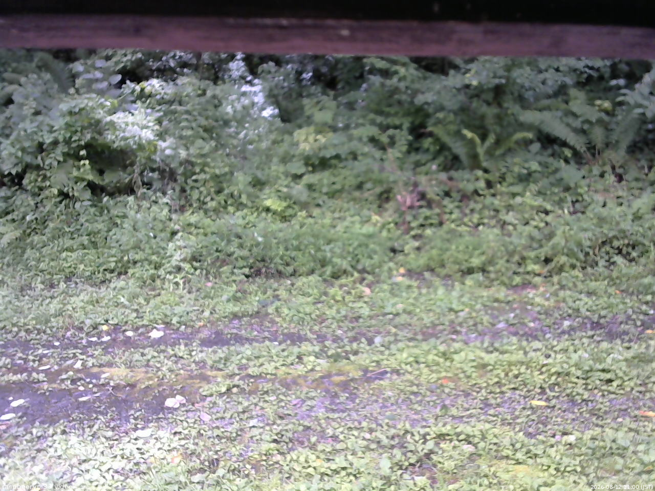 長野県菅平高原 ゆたか山荘 東側(坂下) 2026/08/12 11:00
