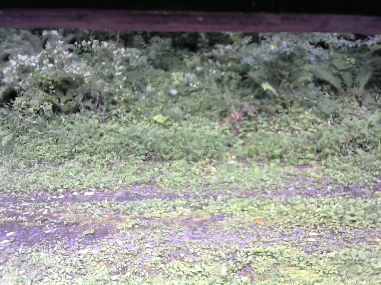 長野県菅平高原 ゆたか山荘 東側(坂下) 2026/08/12 12:30