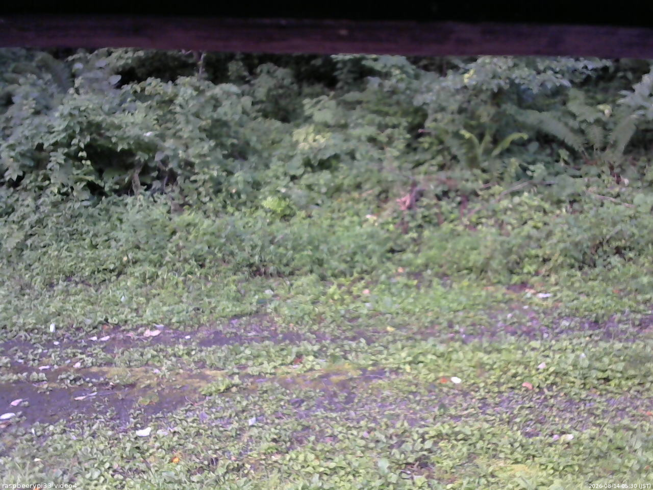 長野県菅平高原 ゆたか山荘 東側(坂下) 2026/08/14 05:30