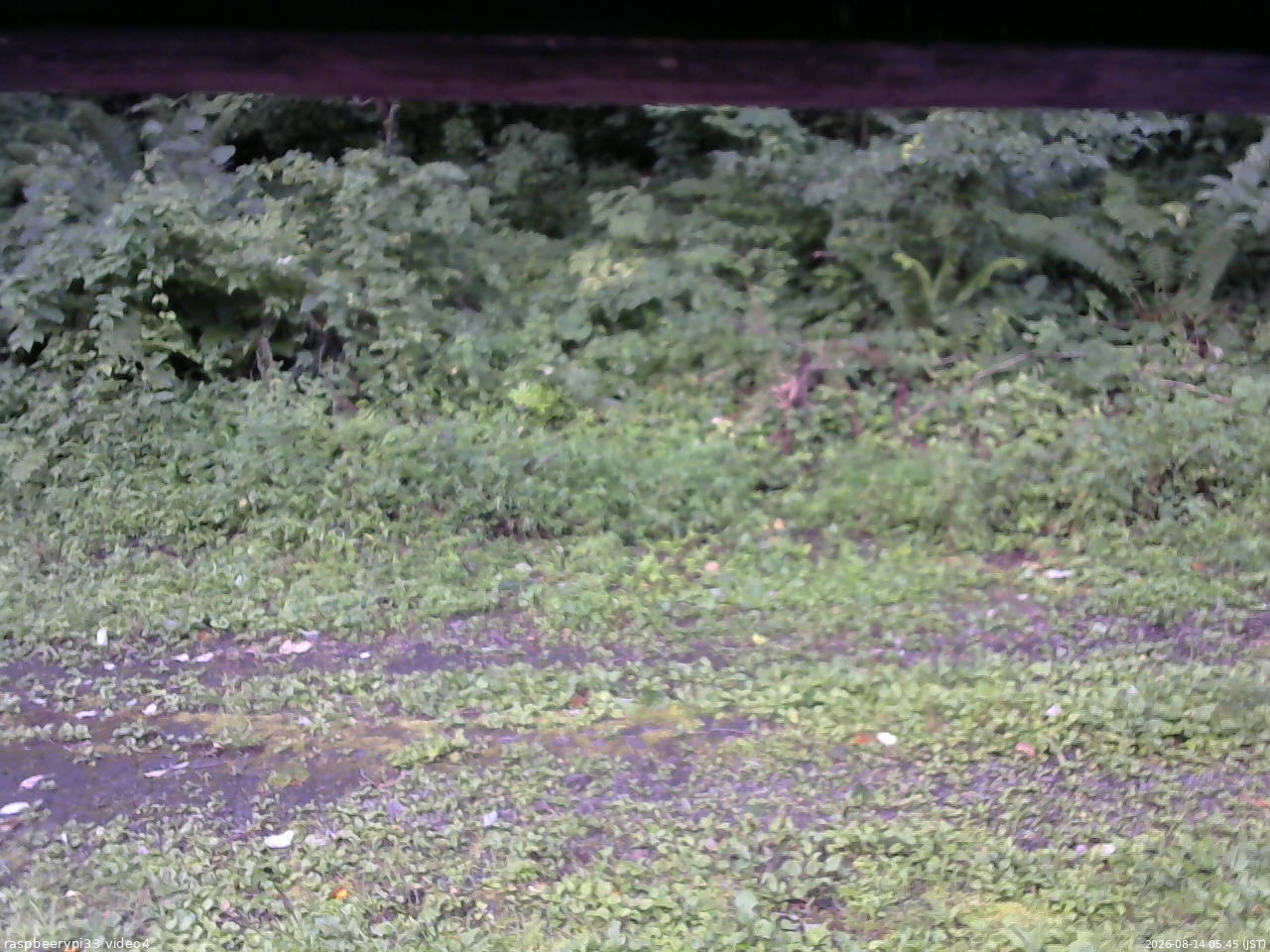 長野県菅平高原 ゆたか山荘 東側(坂下) 2026/08/14 05:45