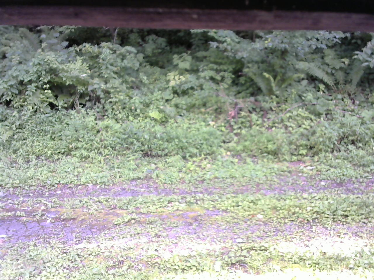 長野県菅平高原 ゆたか山荘 東側(坂下) 2026/08/14 16:00