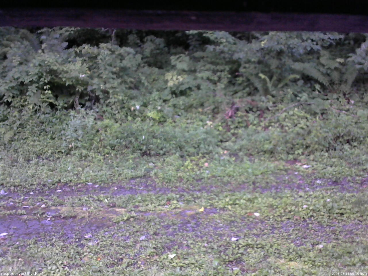 長野県菅平高原 ゆたか山荘 東側(坂下) 2026/08/15 05:15