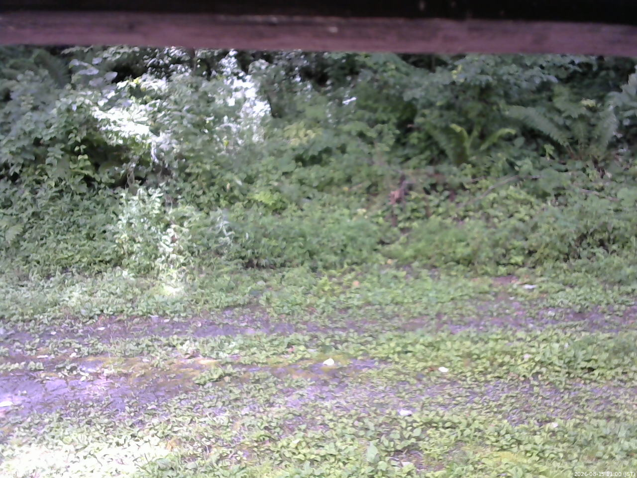 長野県菅平高原 ゆたか山荘 東側(坂下) 2026/08/15 11:00