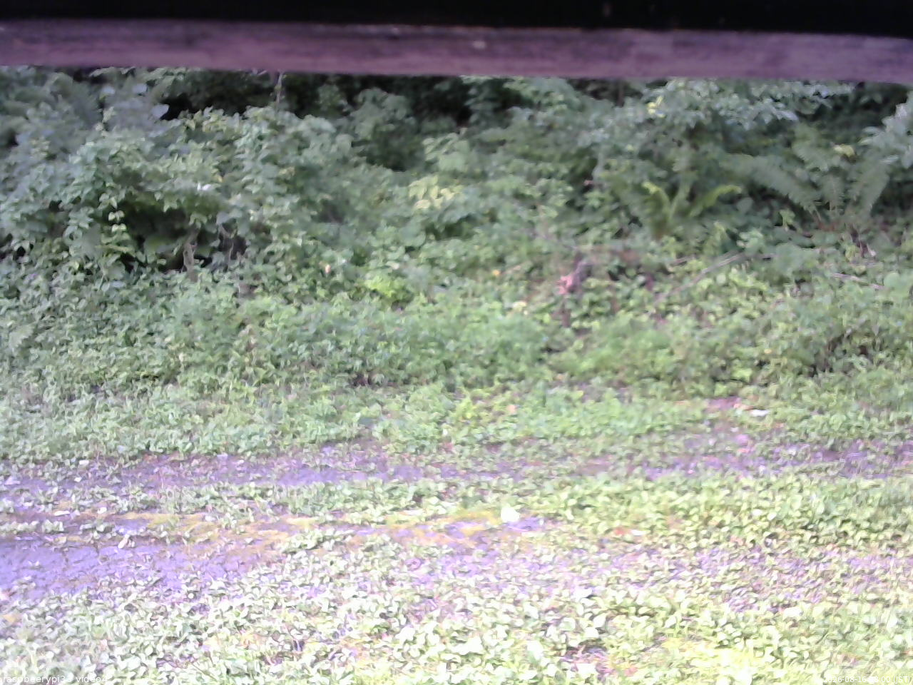 長野県菅平高原 ゆたか山荘 東側(坂下) 2026/08/16 08:00