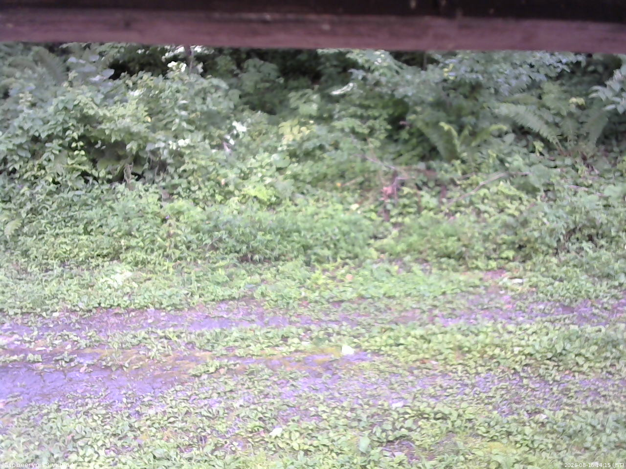 長野県菅平高原 ゆたか山荘 東側(坂下) 2026/08/16 14:15