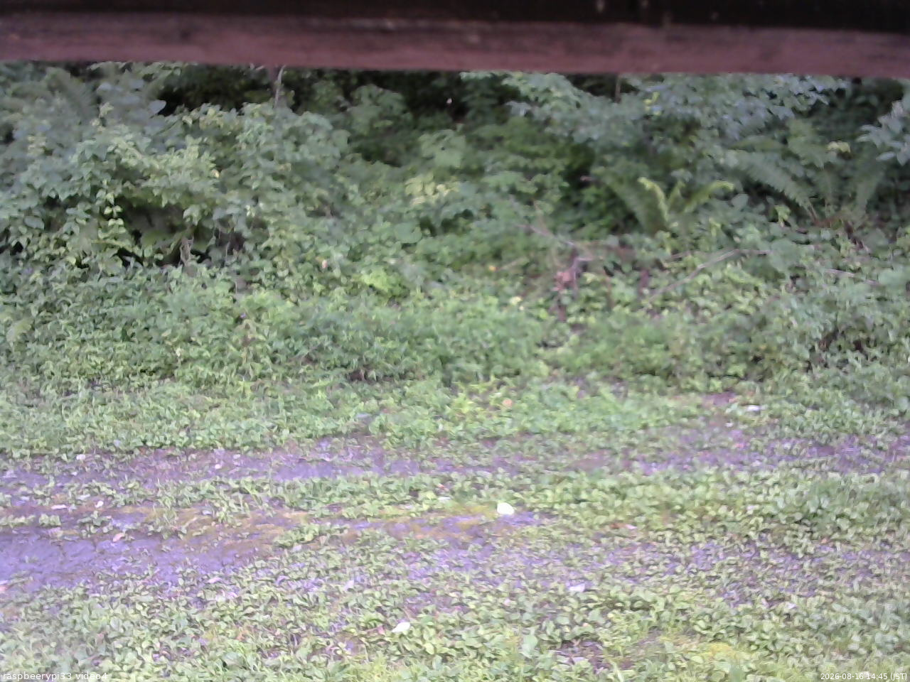 長野県菅平高原 ゆたか山荘 東側(坂下) 2026/08/16 14:45