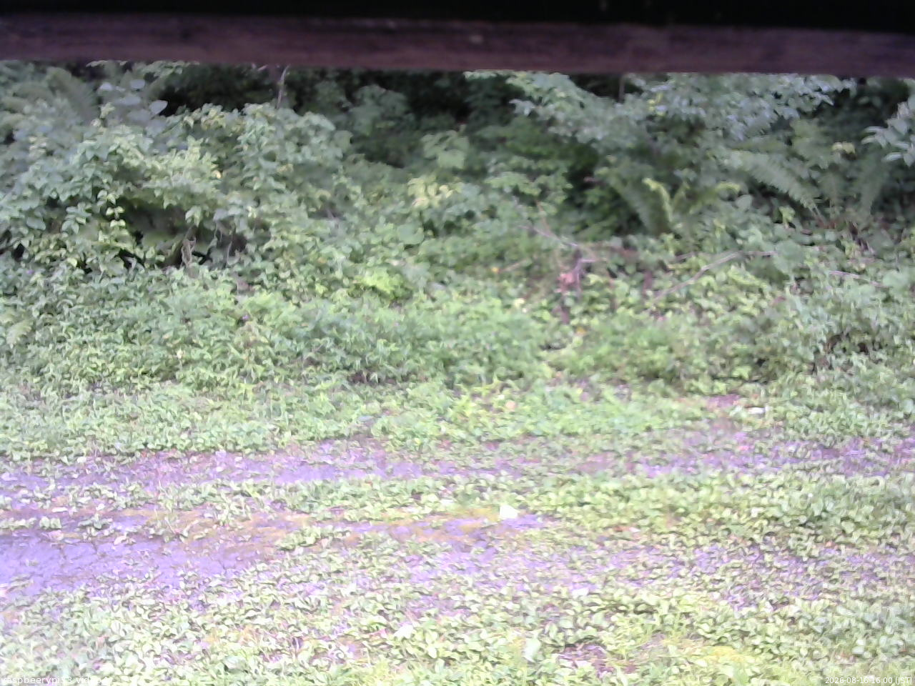 長野県菅平高原 ゆたか山荘 東側(坂下) 2026/08/16 16:00