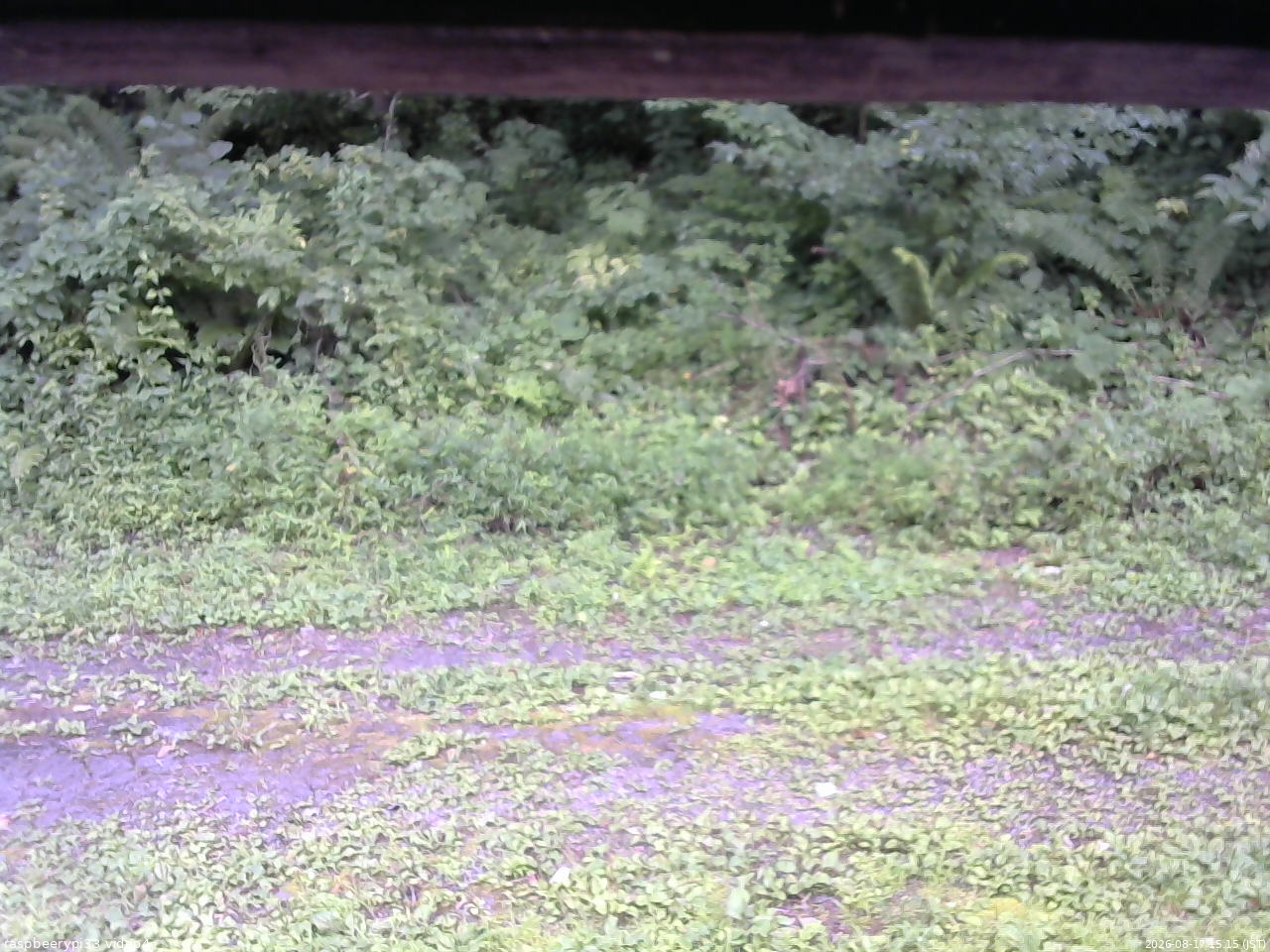 長野県菅平高原 ゆたか山荘 東側(坂下) 2026/08/17 15:15