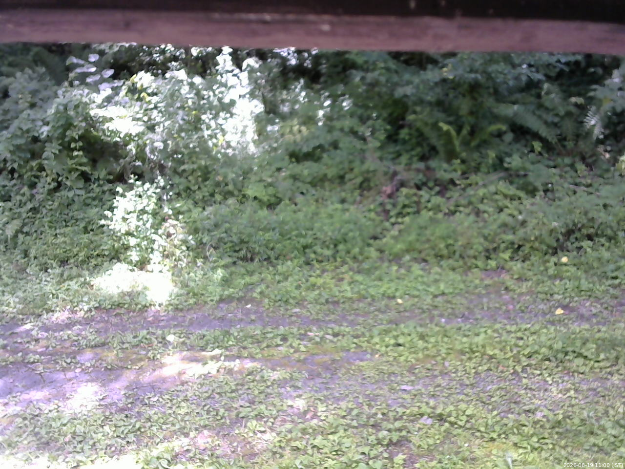 長野県菅平高原 ゆたか山荘 東側(坂下) 2026/08/19 11:00