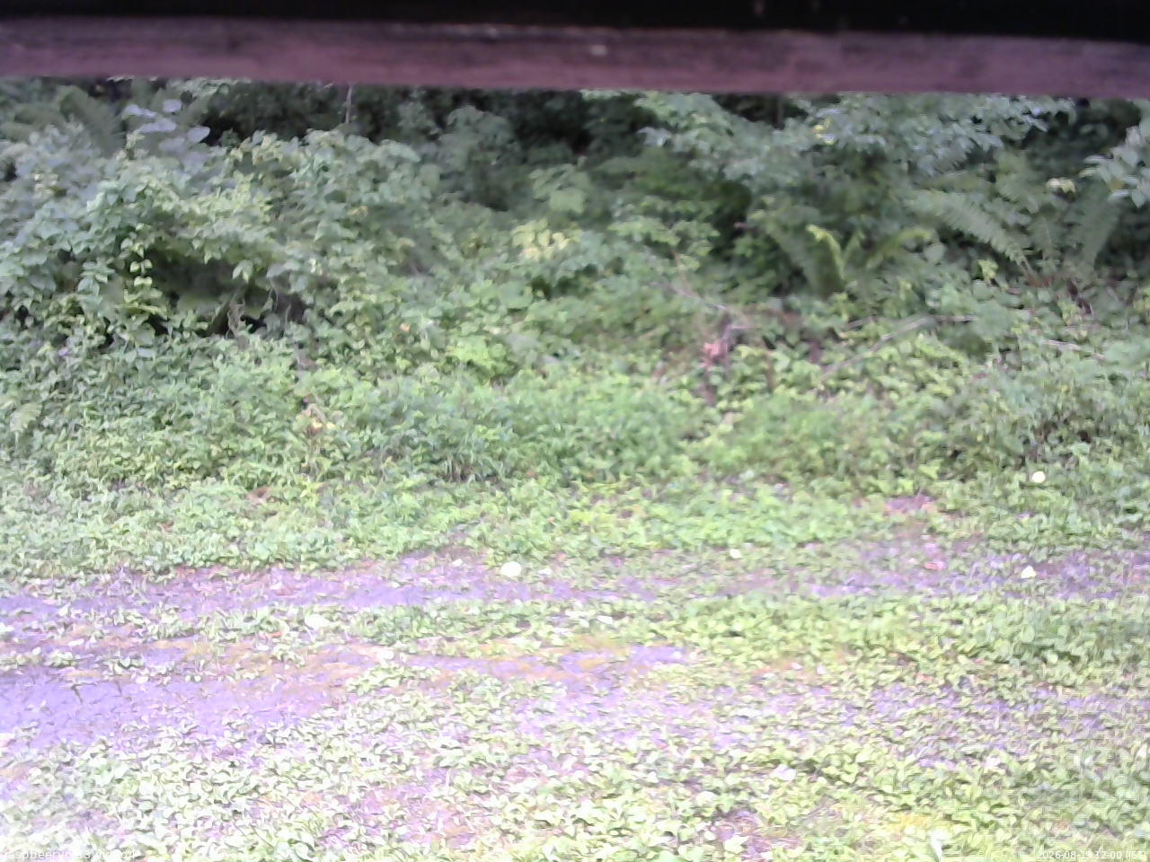 長野県菅平高原 ゆたか山荘 東側(坂下) 2026/08/19 12:00
