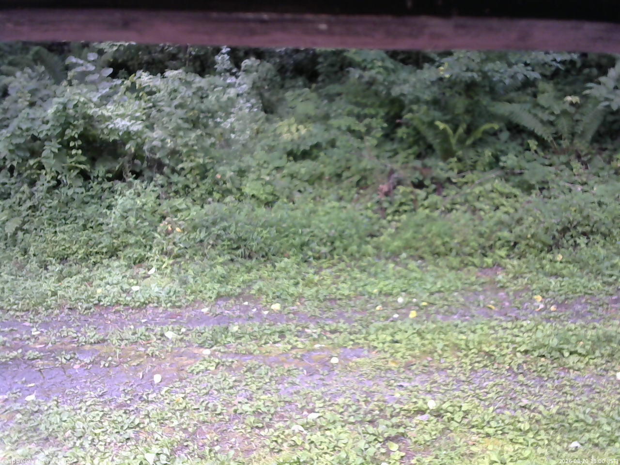 長野県菅平高原 ゆたか山荘 東側(坂下) 2026/08/20 11:00