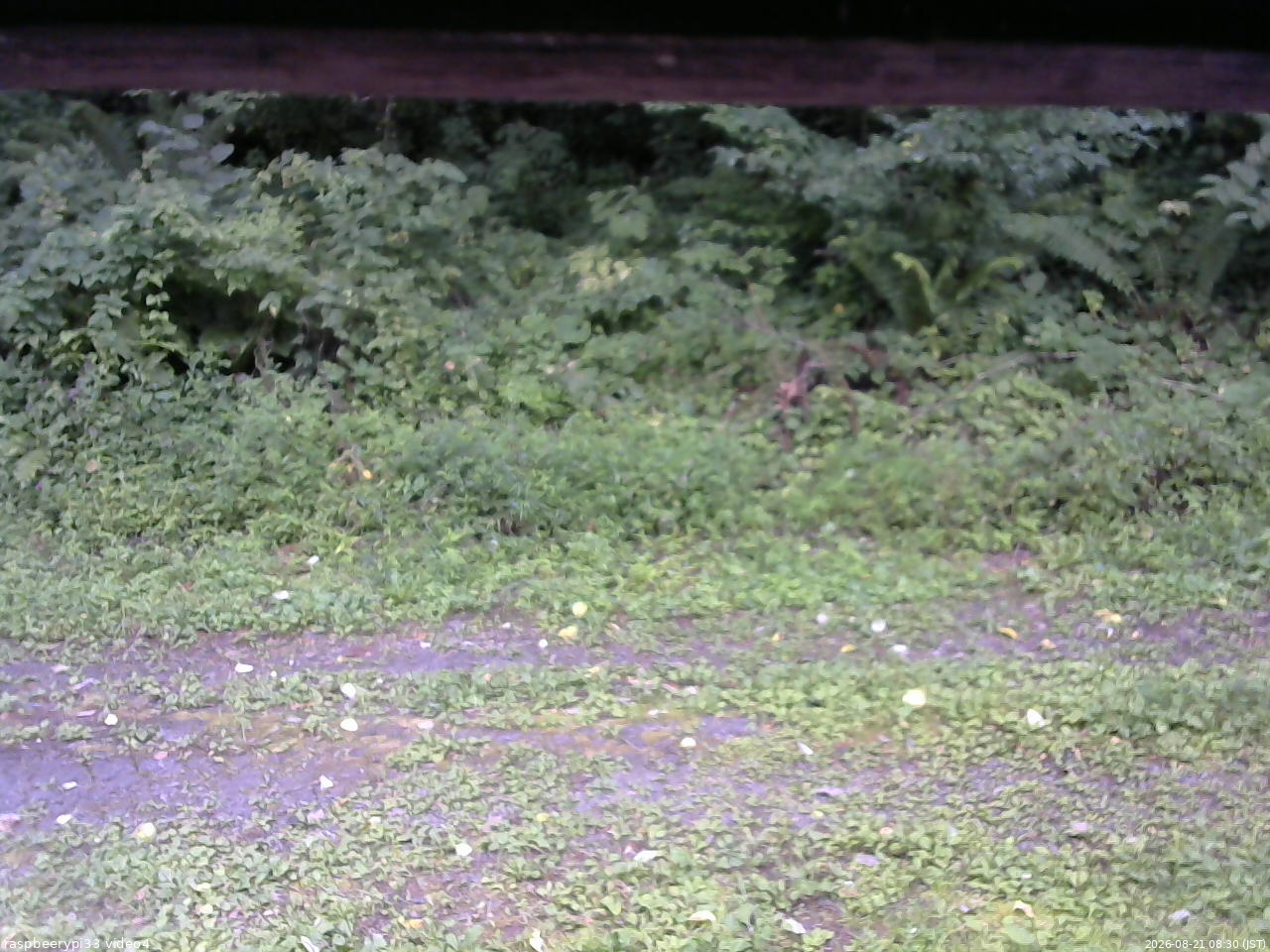 長野県菅平高原 ゆたか山荘 東側(坂下) 2026/08/21 08:30