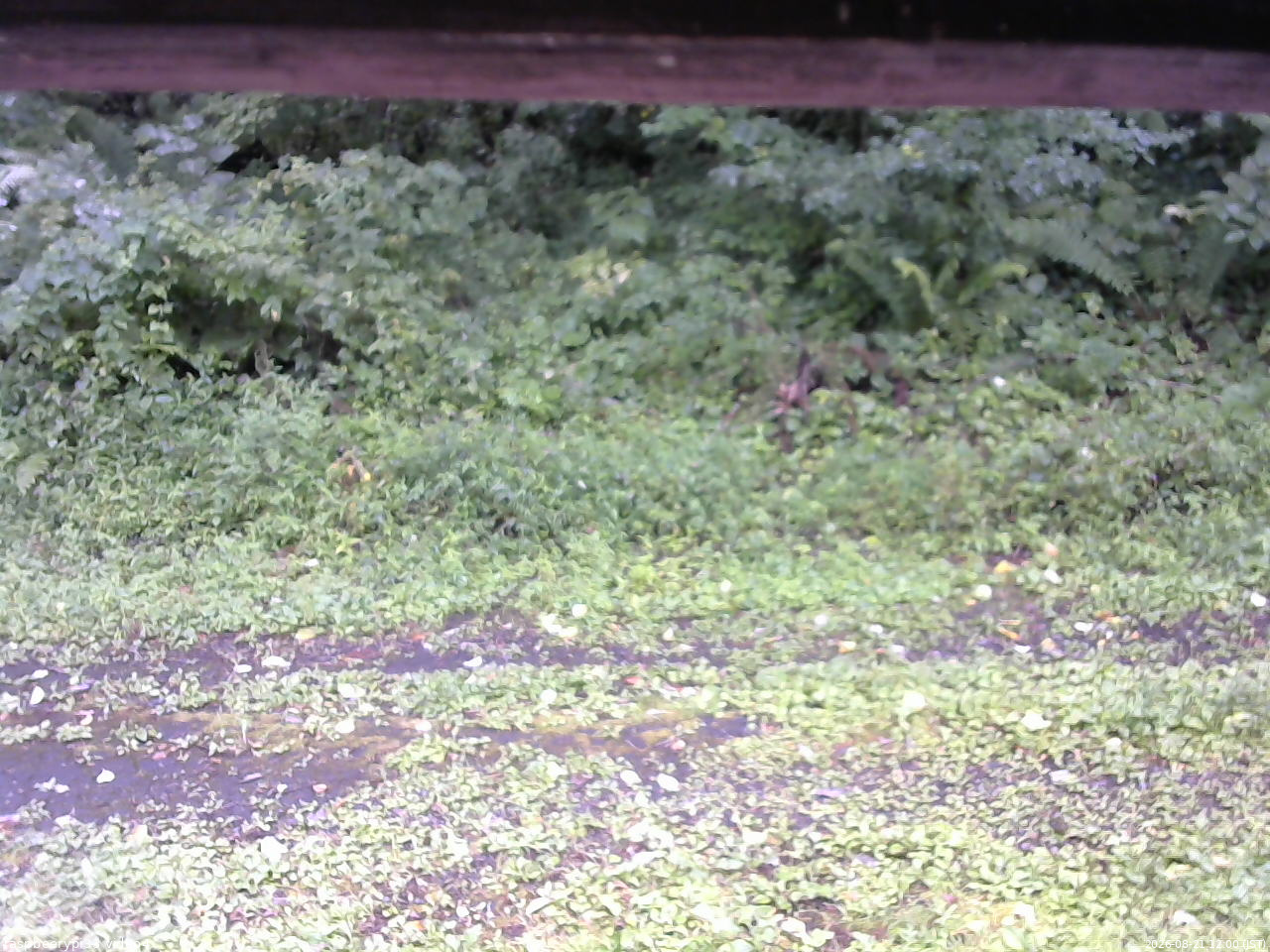 長野県菅平高原 ゆたか山荘 東側(坂下) 2026/08/21 12:00