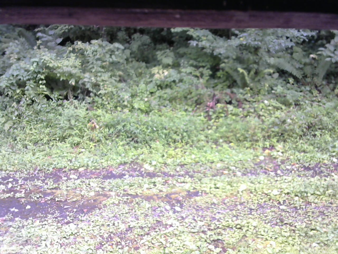 長野県菅平高原 ゆたか山荘 東側(坂下) 2026/08/21 14:15