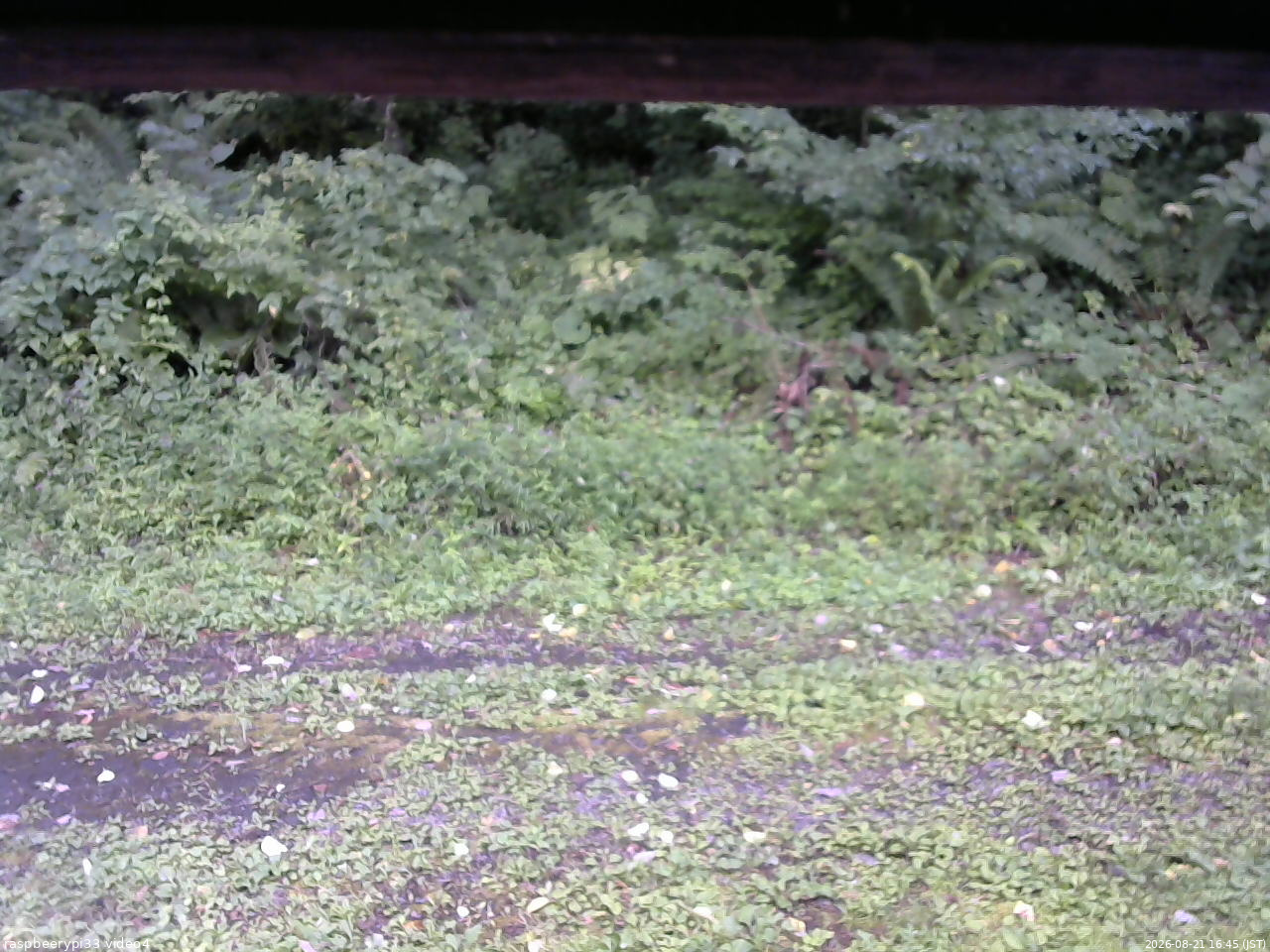 長野県菅平高原 ゆたか山荘 東側(坂下) 2026/08/21 16:45