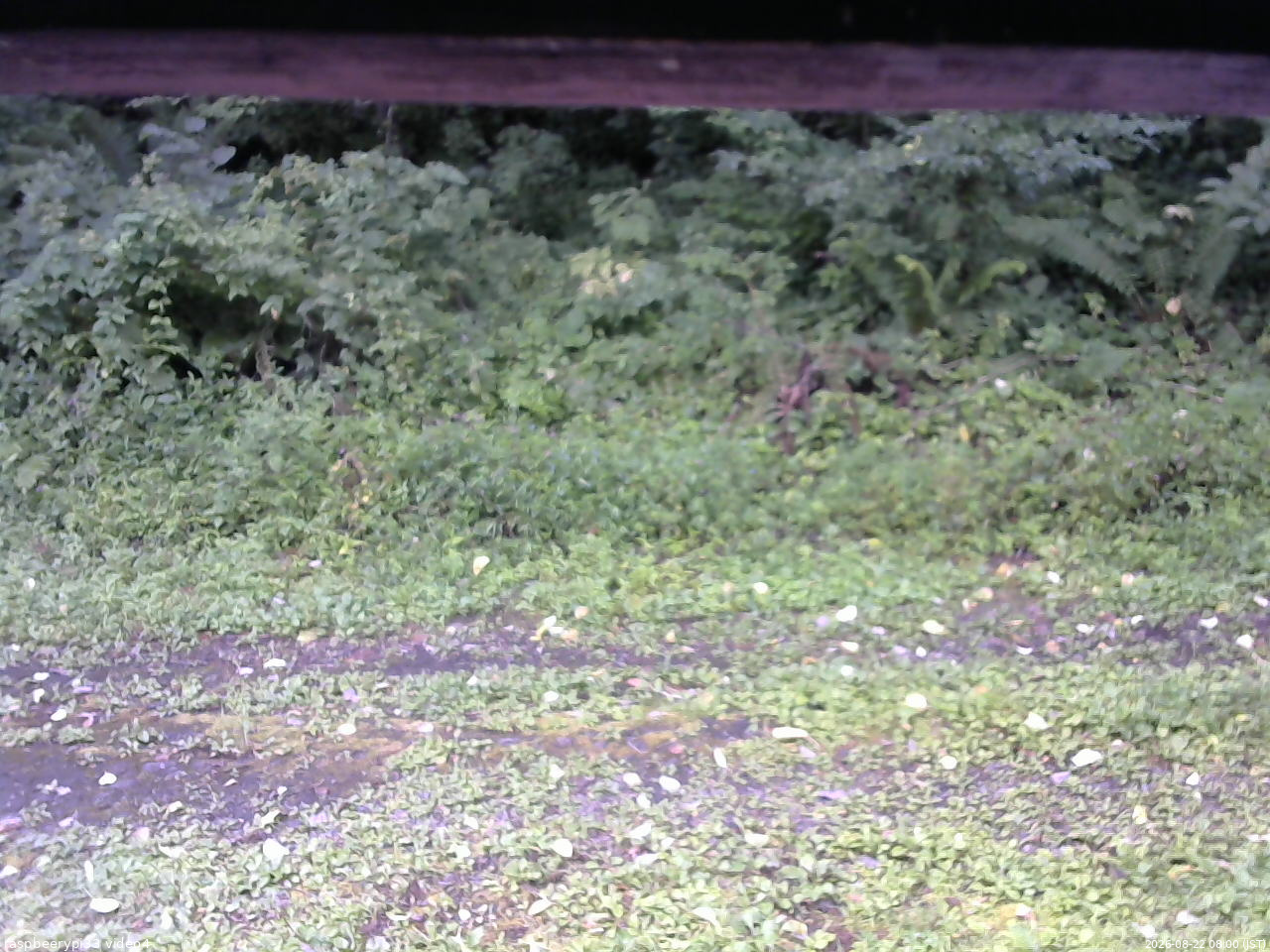 長野県菅平高原 ゆたか山荘 東側(坂下) 2026/08/22 08:00