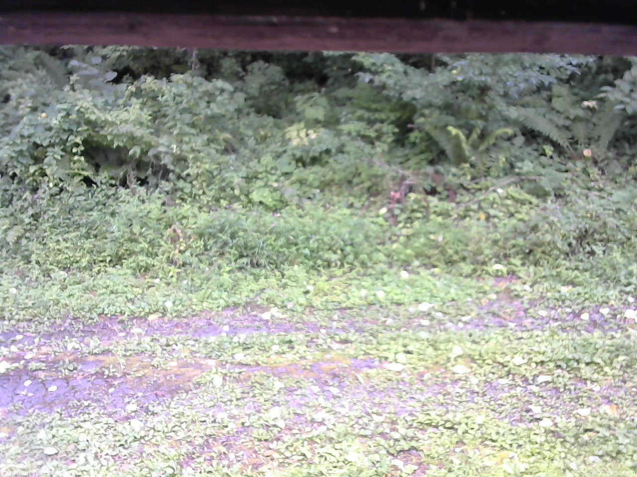 長野県菅平高原 ゆたか山荘 東側(坂下) 2026/08/22 15:30