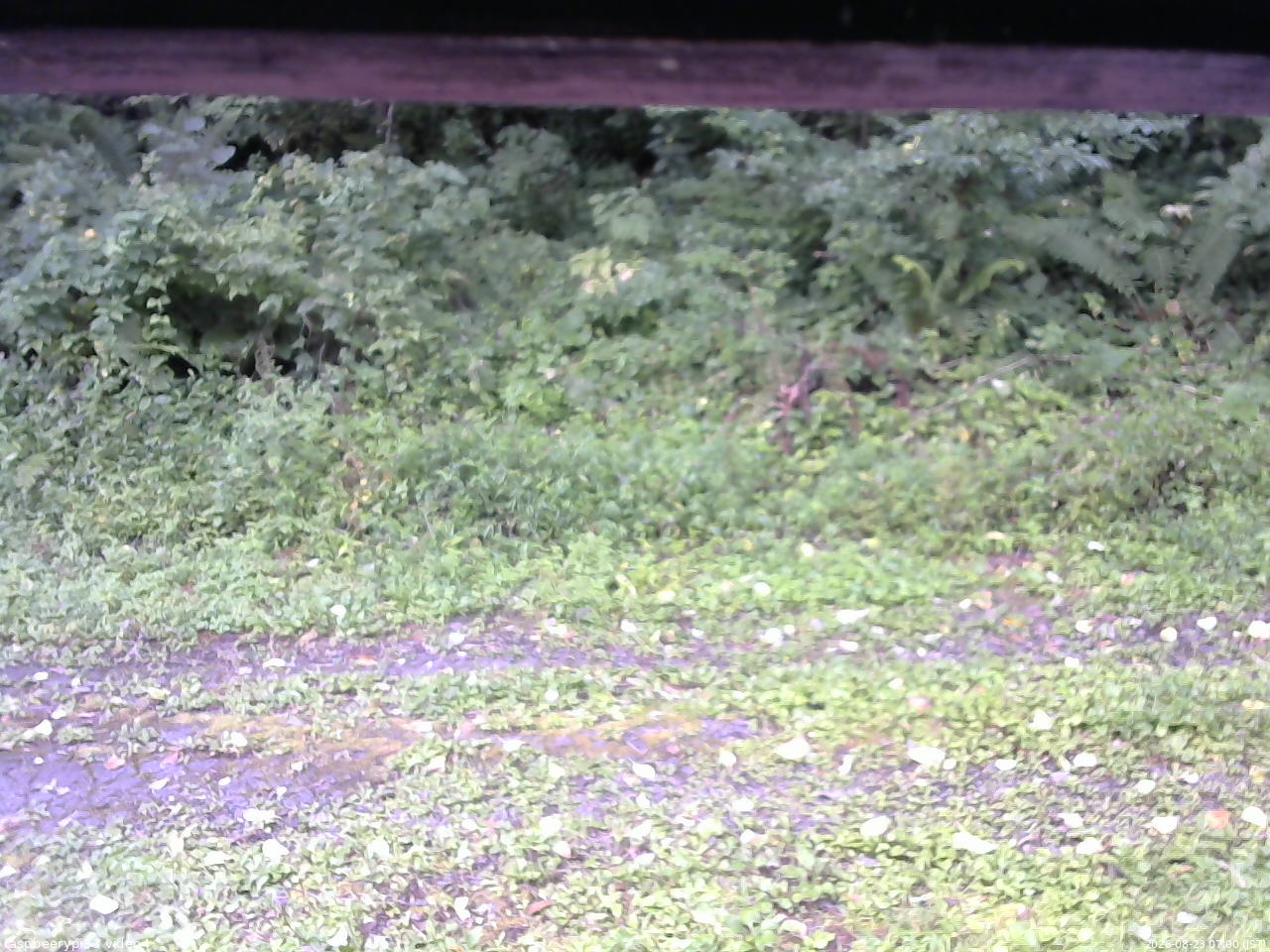 長野県菅平高原 ゆたか山荘 東側(坂下) 2026/08/23 07:00