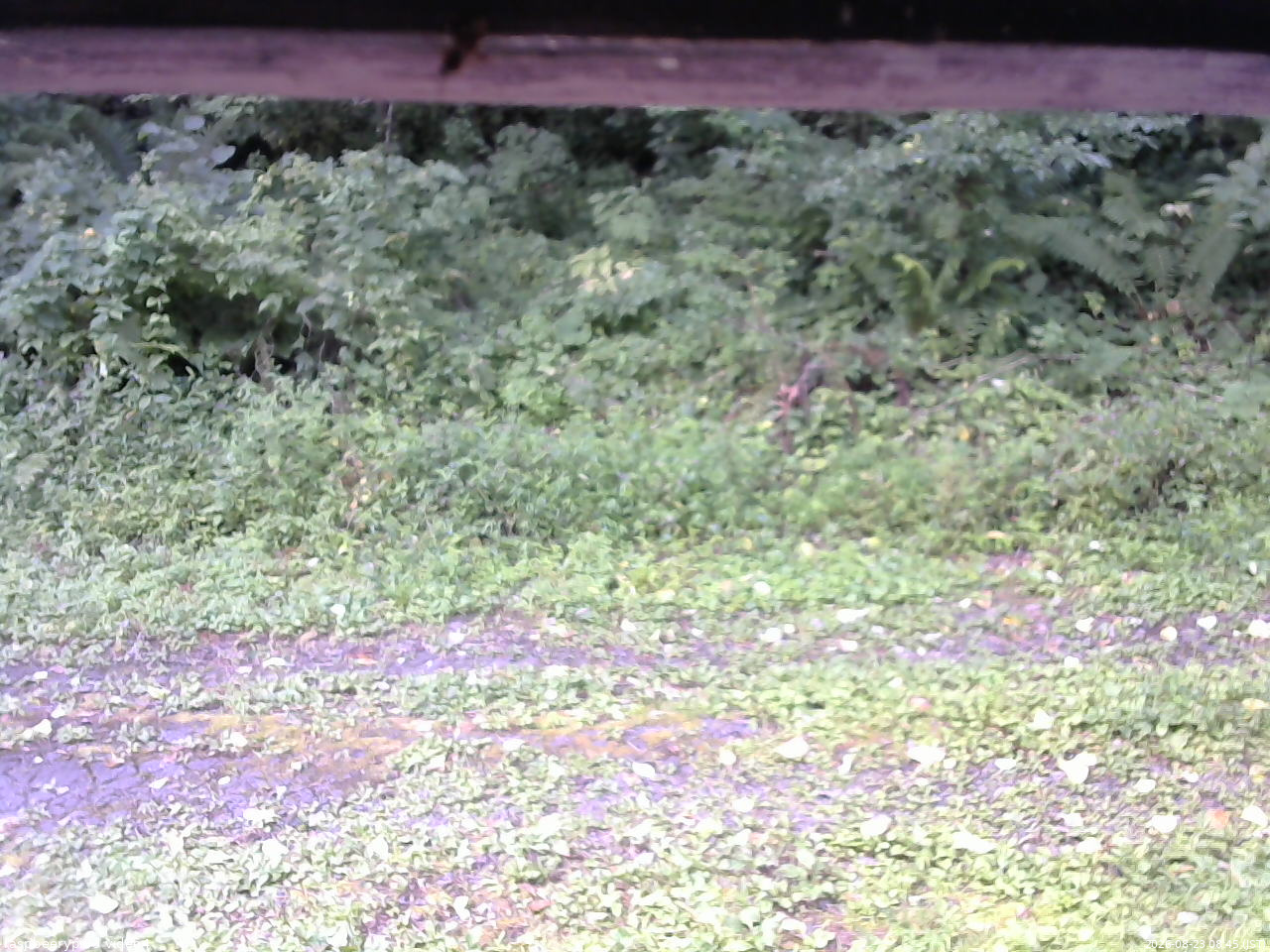 長野県菅平高原 ゆたか山荘 東側(坂下) 2026/08/23 08:45