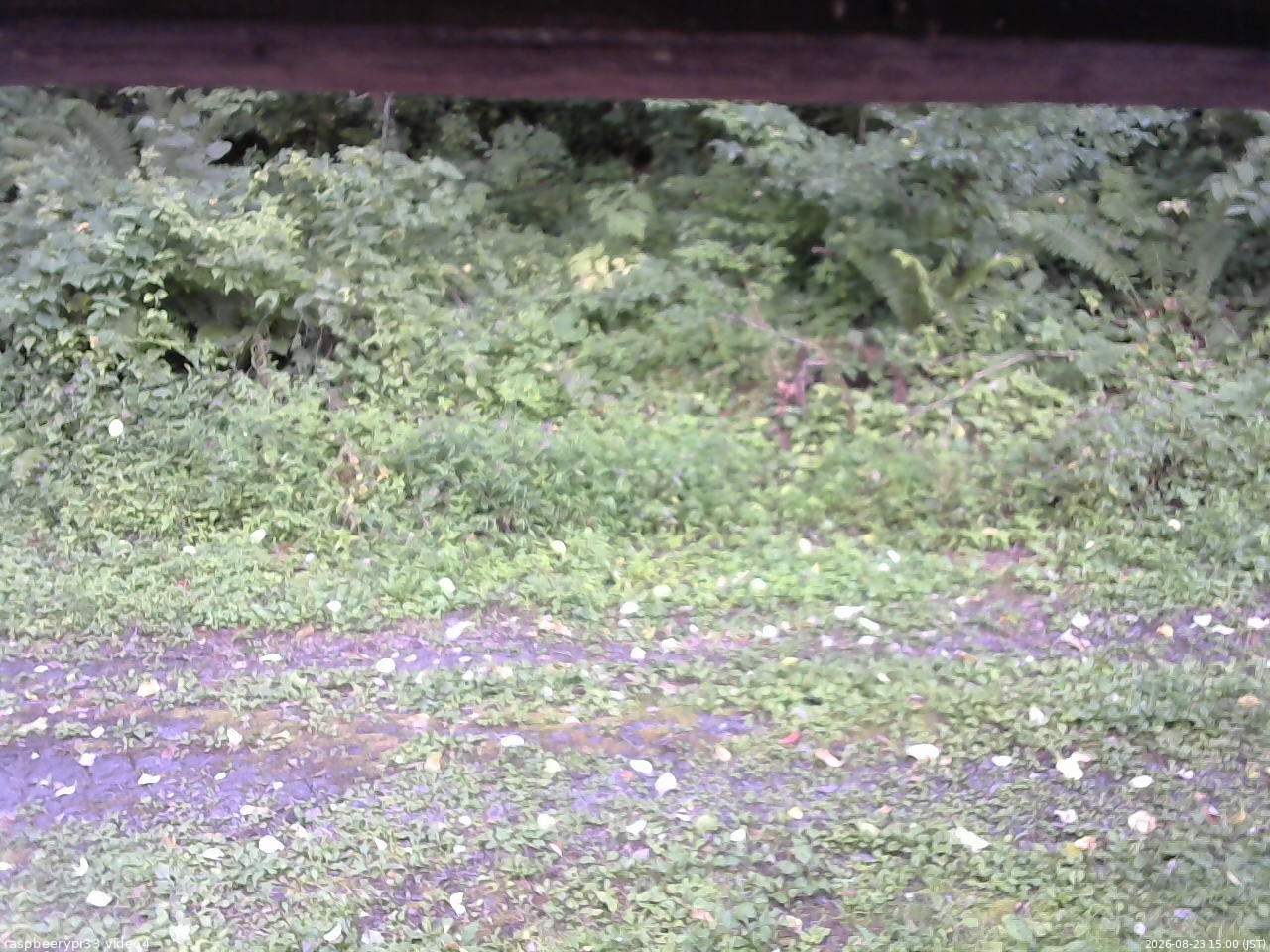 長野県菅平高原 ゆたか山荘 東側(坂下) 2026/08/23 15:00