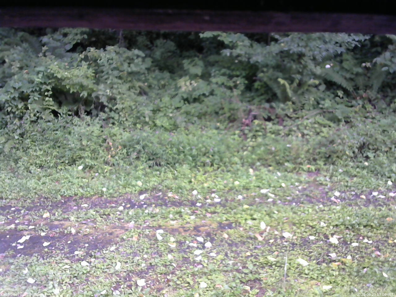 長野県菅平高原 ゆたか山荘 東側(坂下) 2026/08/23 17:00