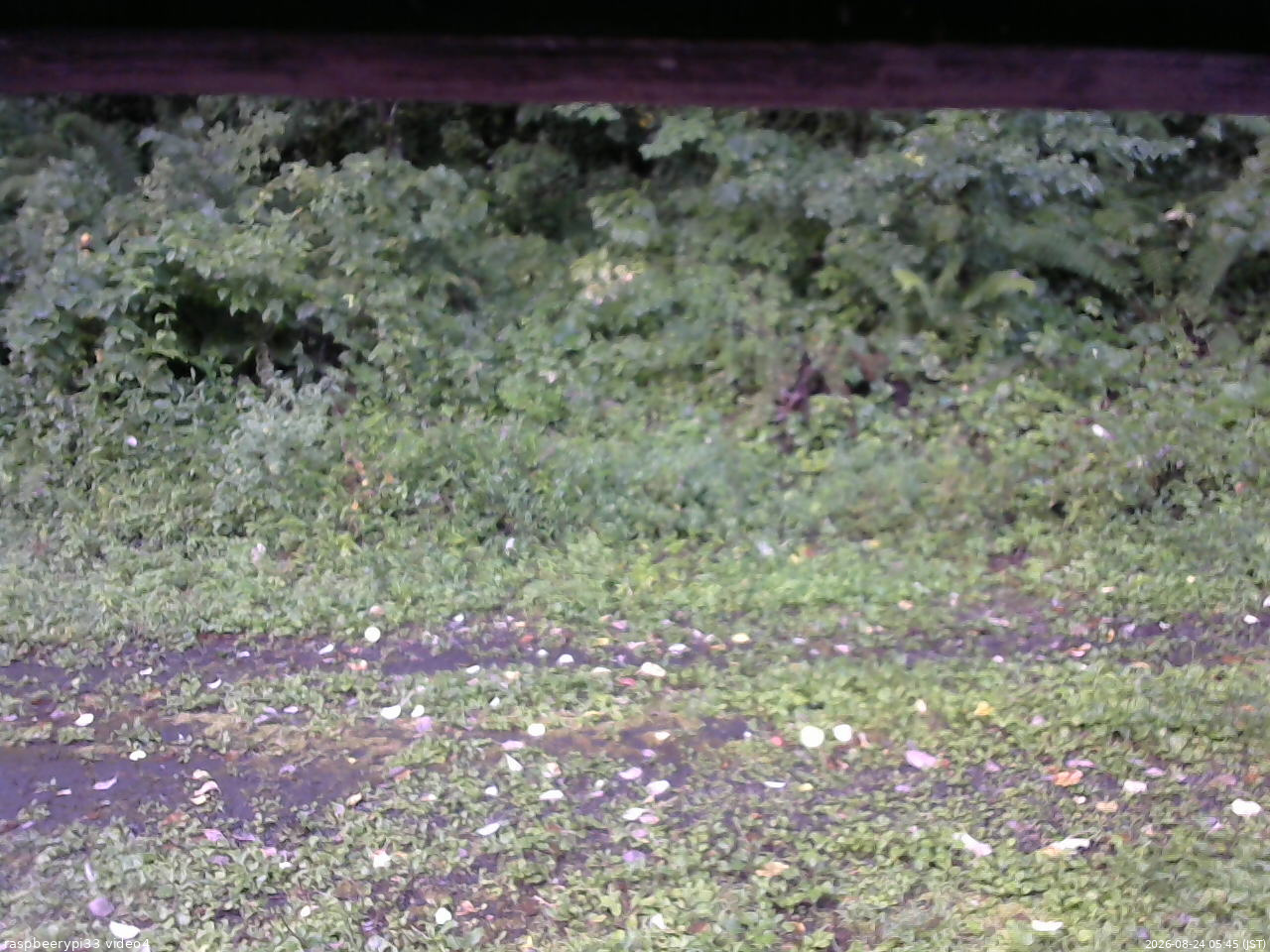 長野県菅平高原 ゆたか山荘 東側(坂下) 2026/08/24 05:45
