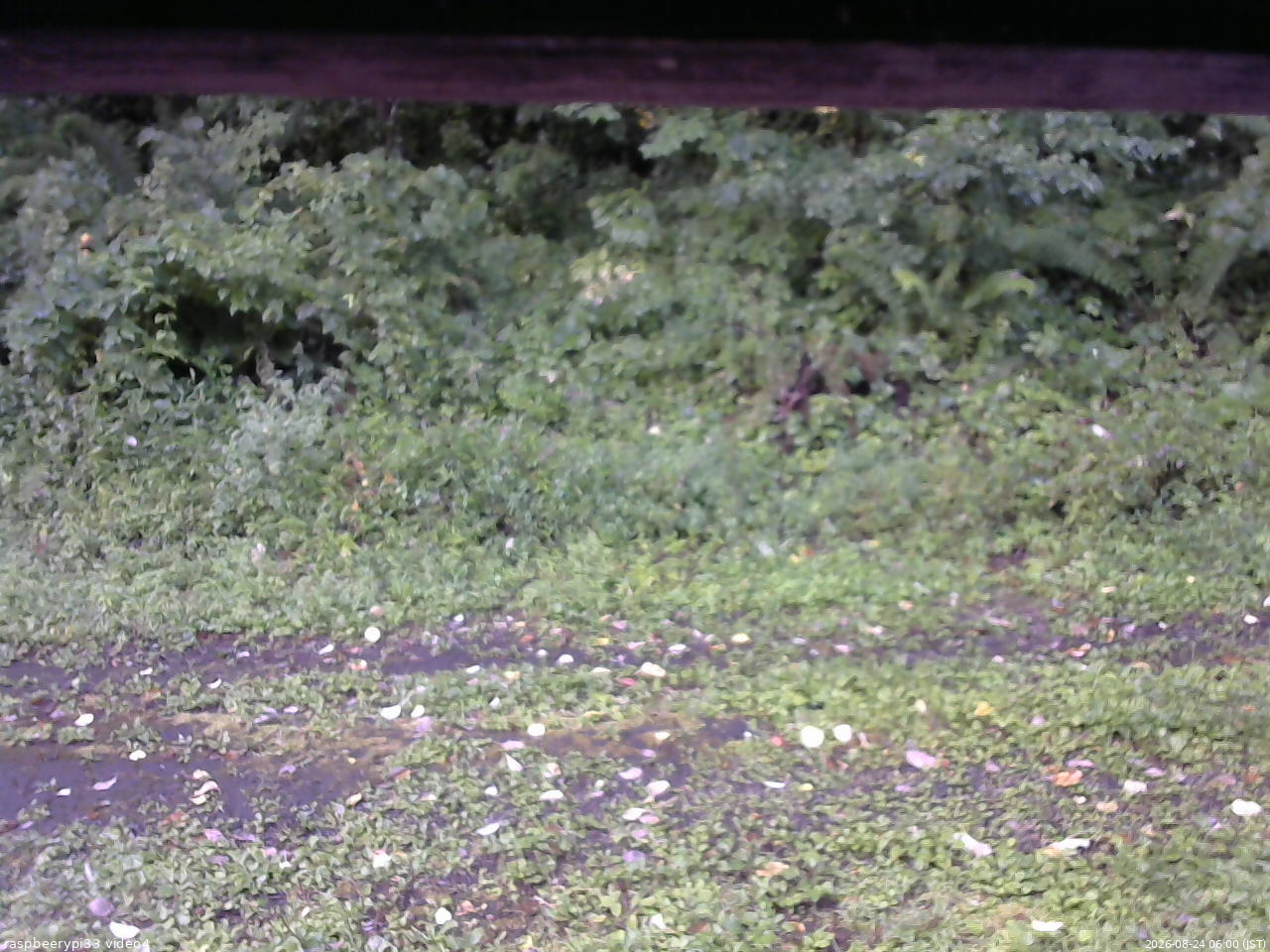 長野県菅平高原 ゆたか山荘 東側(坂下) 2026/08/24 06:00