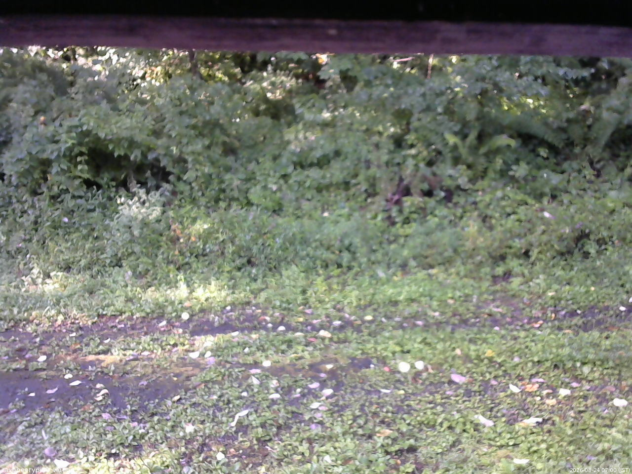 長野県菅平高原 ゆたか山荘 東側(坂下) 2026/08/24 07:00