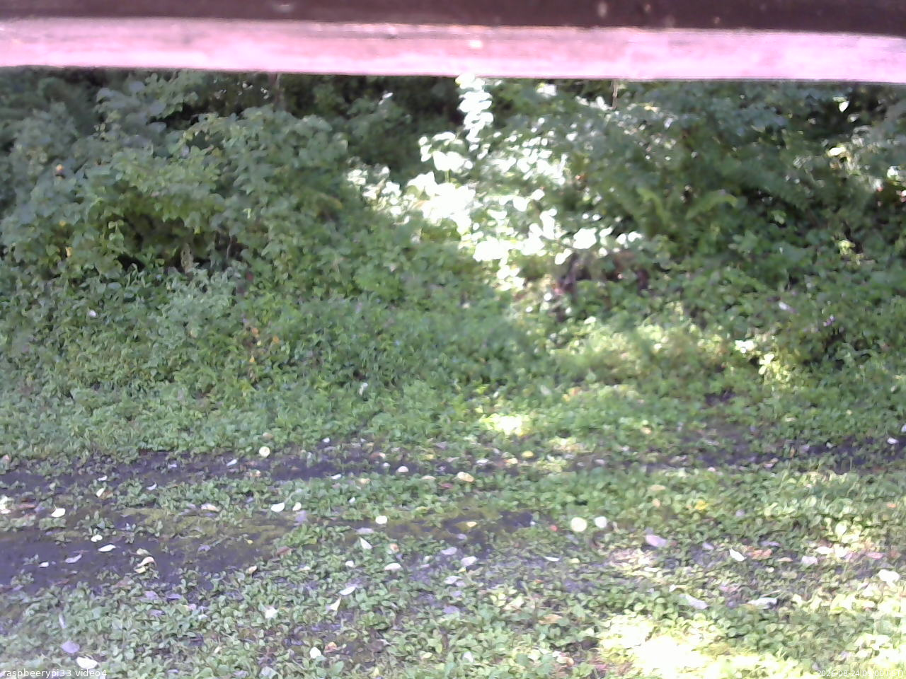 長野県菅平高原 ゆたか山荘 東側(坂下) 2026/08/24 09:00
