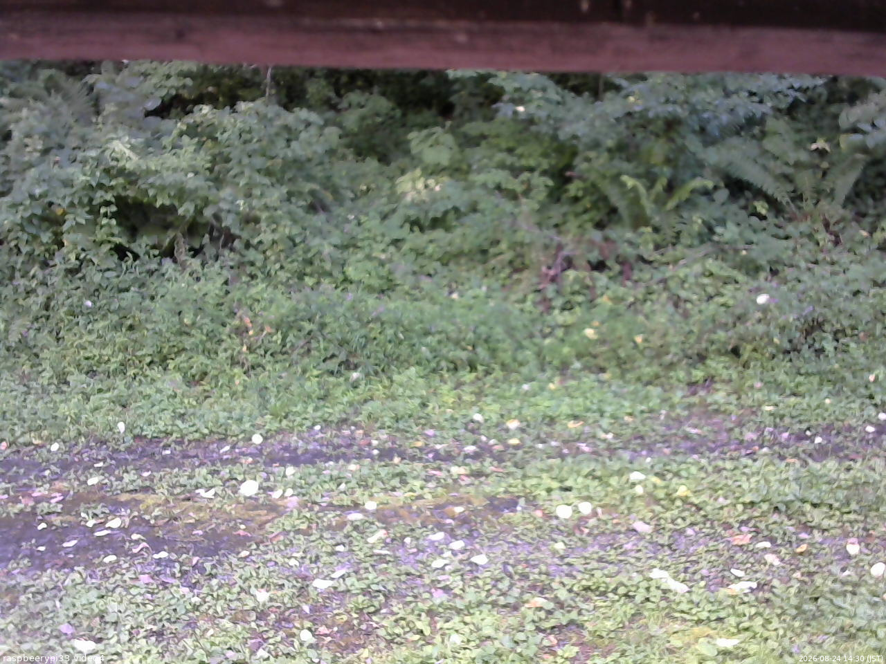 長野県菅平高原 ゆたか山荘 東側(坂下) 2026/08/24 14:30