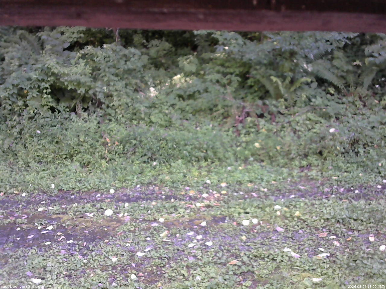 長野県菅平高原 ゆたか山荘 東側(坂下) 2026/08/24 15:00