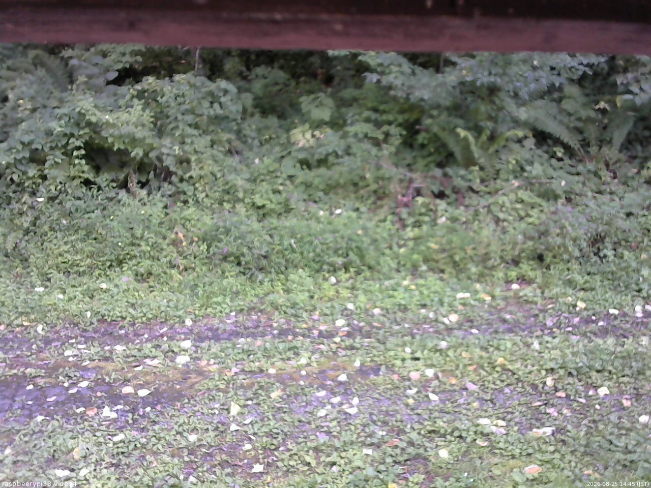 長野県菅平高原 ゆたか山荘 東側(坂下) 2026/08/25 14:45