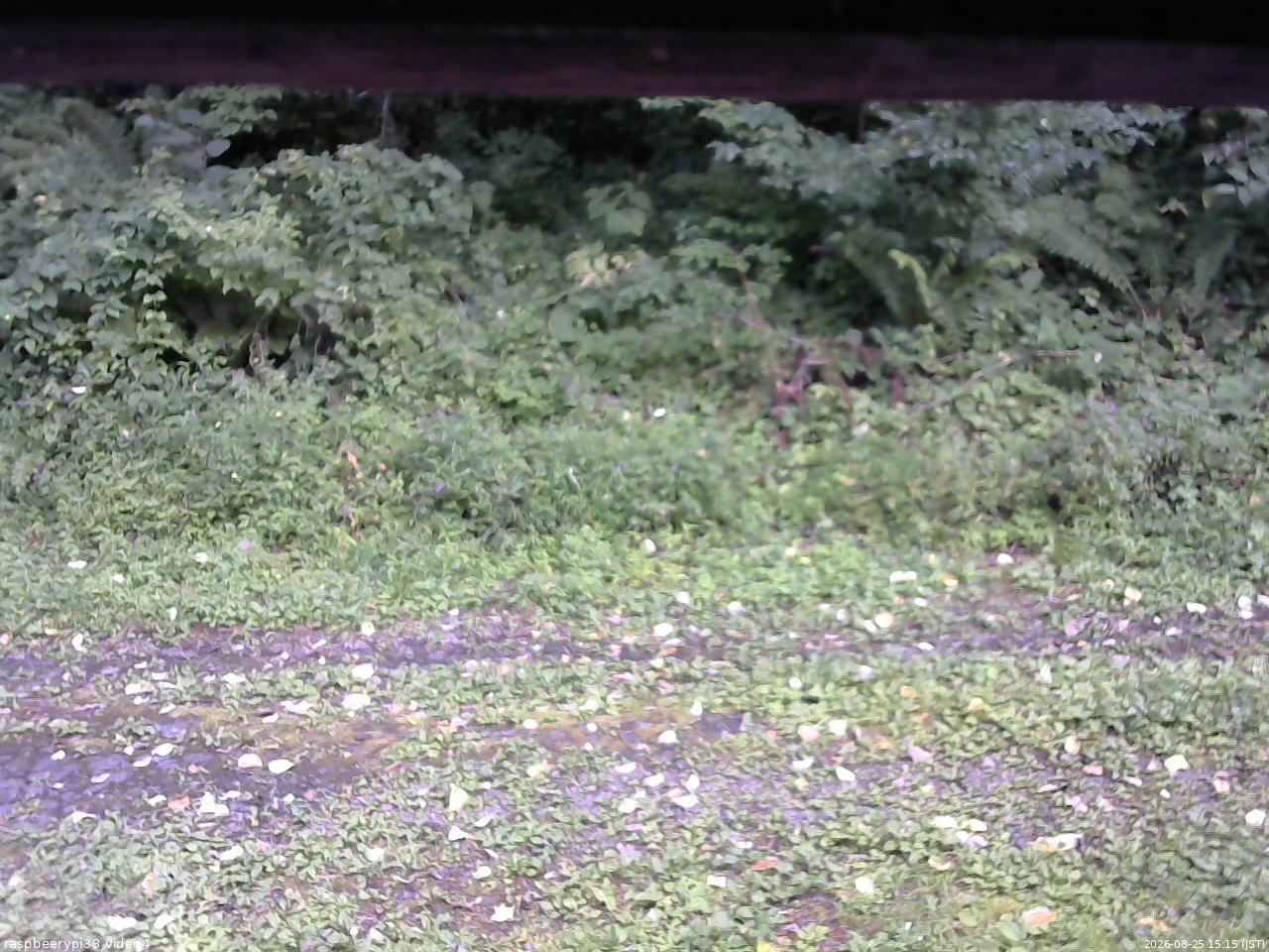 長野県菅平高原 ゆたか山荘 東側(坂下) 2026/08/25 15:15