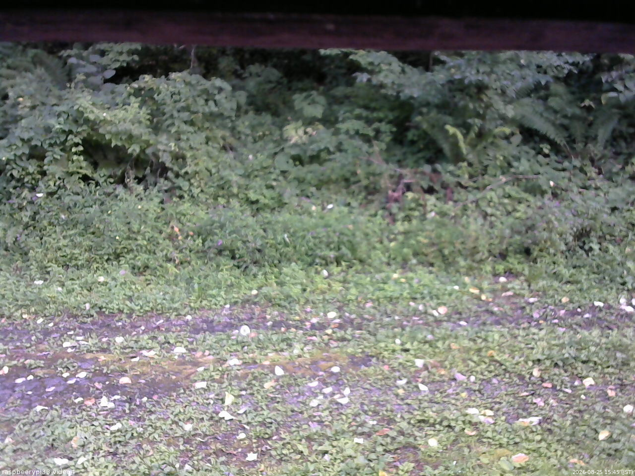長野県菅平高原 ゆたか山荘 東側(坂下) 2026/08/25 15:45