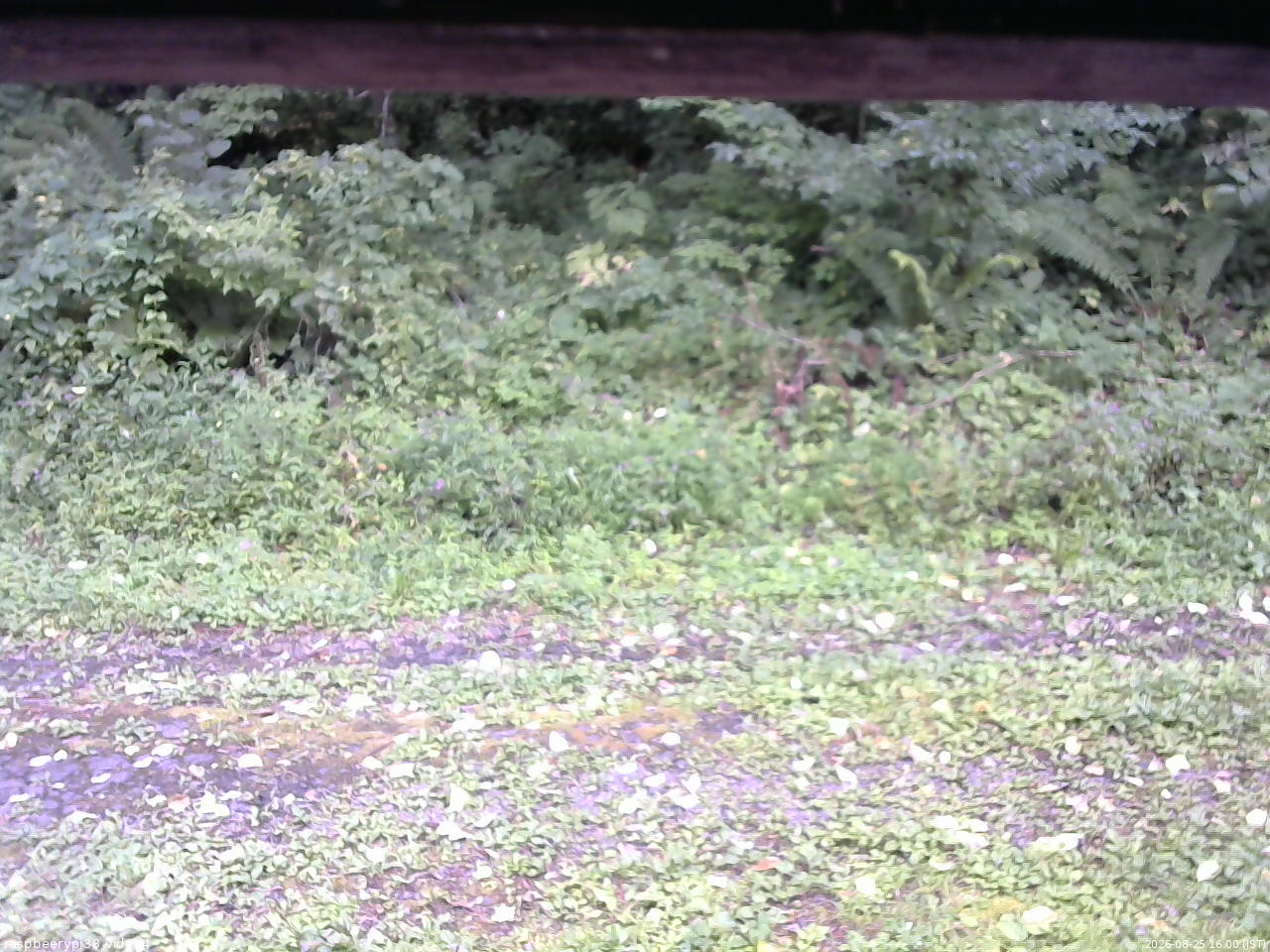 長野県菅平高原 ゆたか山荘 東側(坂下) 2026/08/25 16:00