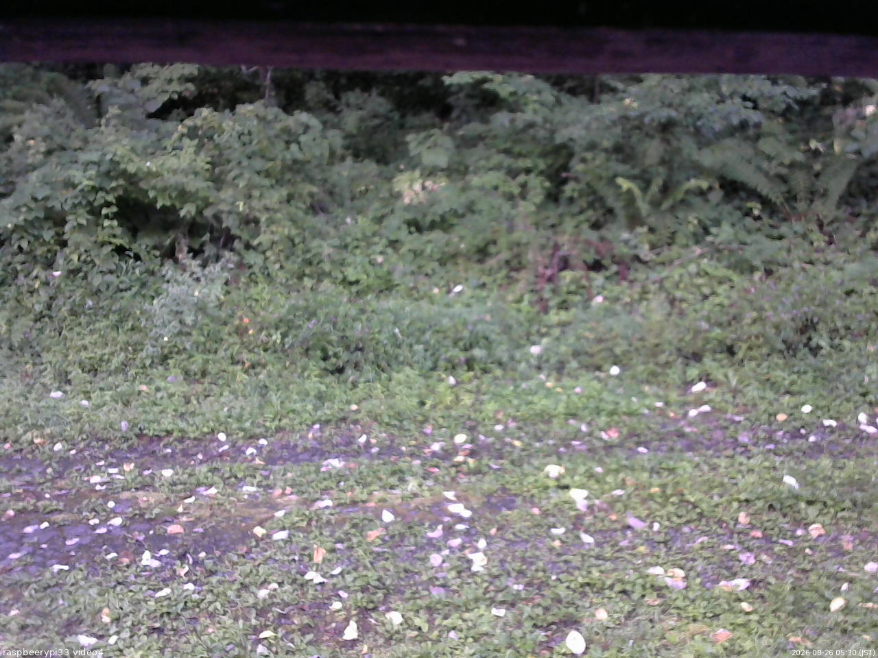 長野県菅平高原 ゆたか山荘 東側(坂下) 2026/08/26 05:30