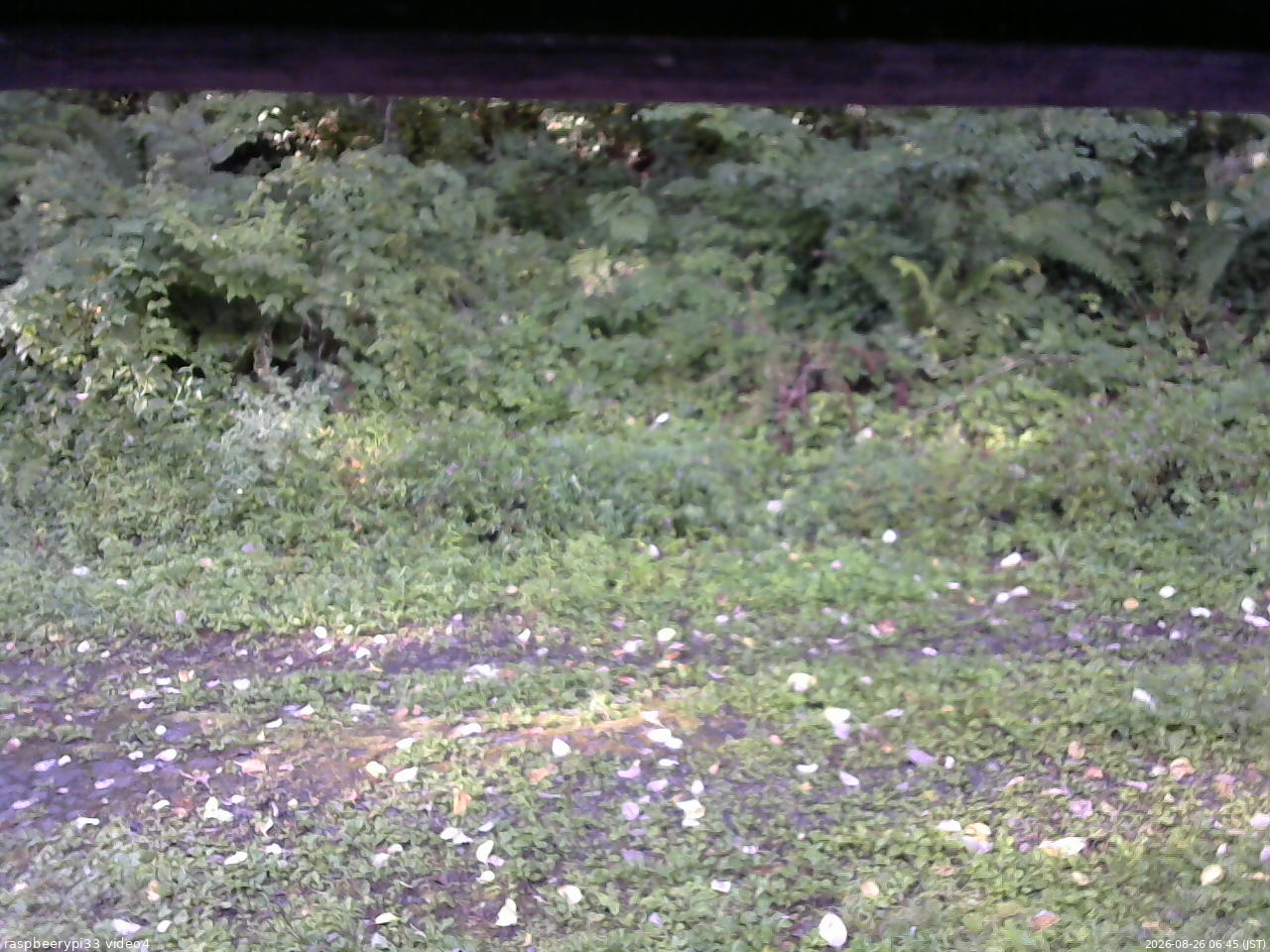 長野県菅平高原 ゆたか山荘 東側(坂下) 2026/08/26 06:45