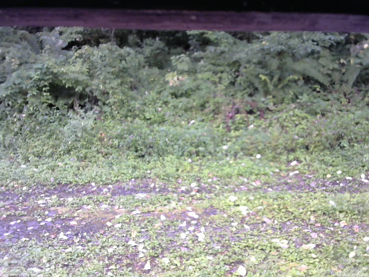 長野県菅平高原 ゆたか山荘 東側(坂下) 2026/08/26 07:15