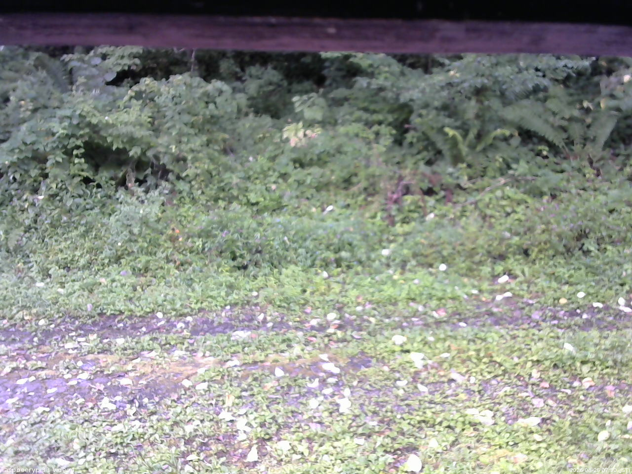 長野県菅平高原 ゆたか山荘 東側(坂下) 2026/08/26 07:30