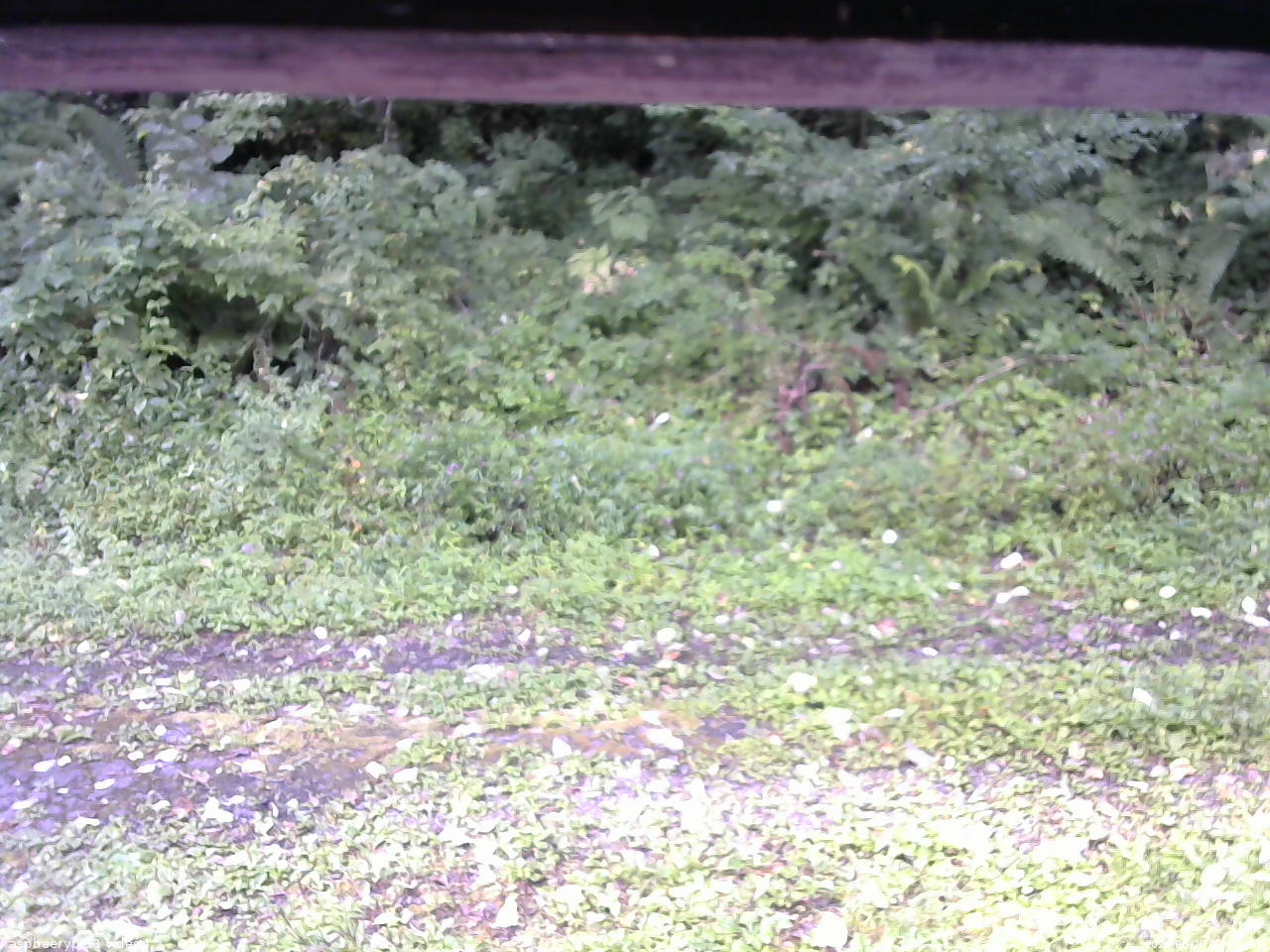 長野県菅平高原 ゆたか山荘 東側(坂下) 2026/08/26 07:45
