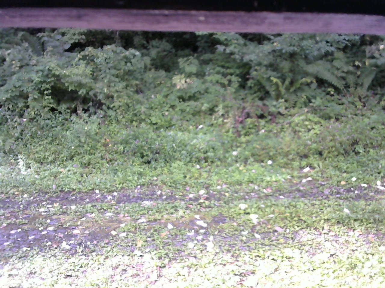 長野県菅平高原 ゆたか山荘 東側(坂下) 2026/08/26 08:00