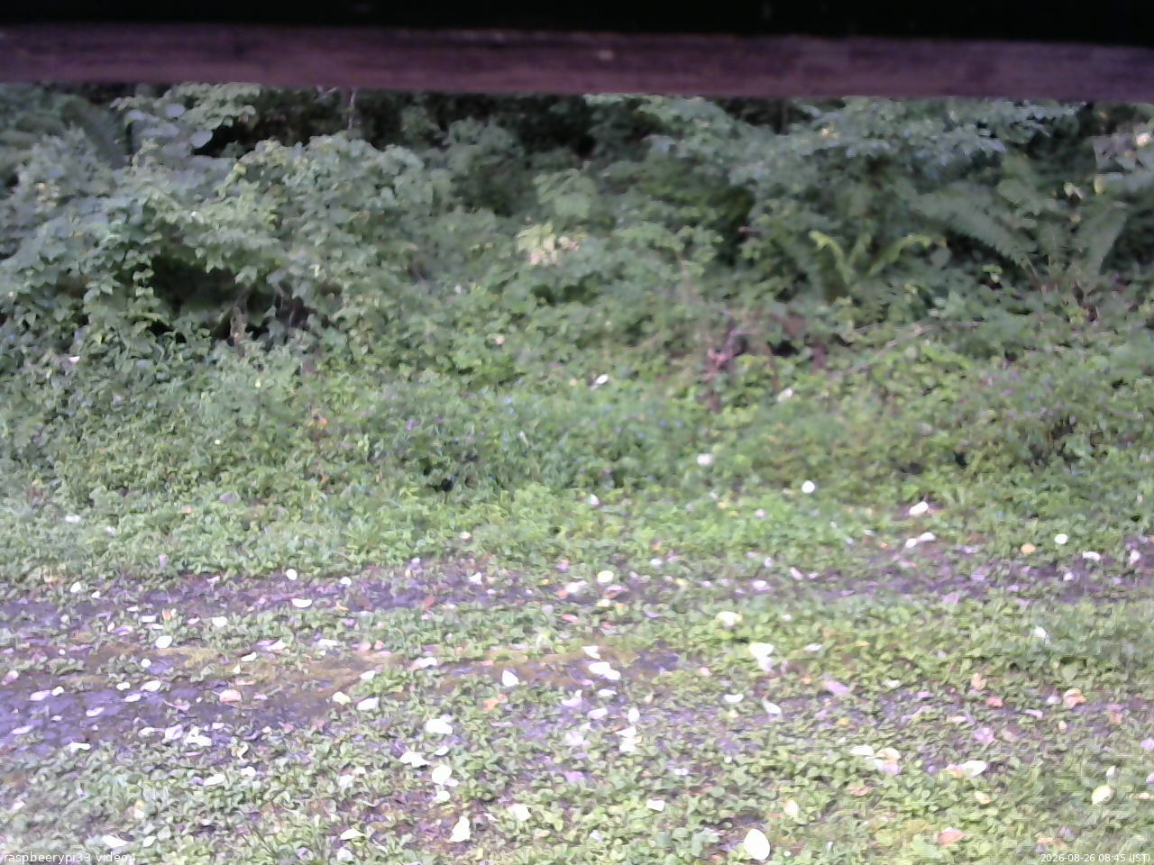 長野県菅平高原 ゆたか山荘 東側(坂下) 2026/08/26 08:45