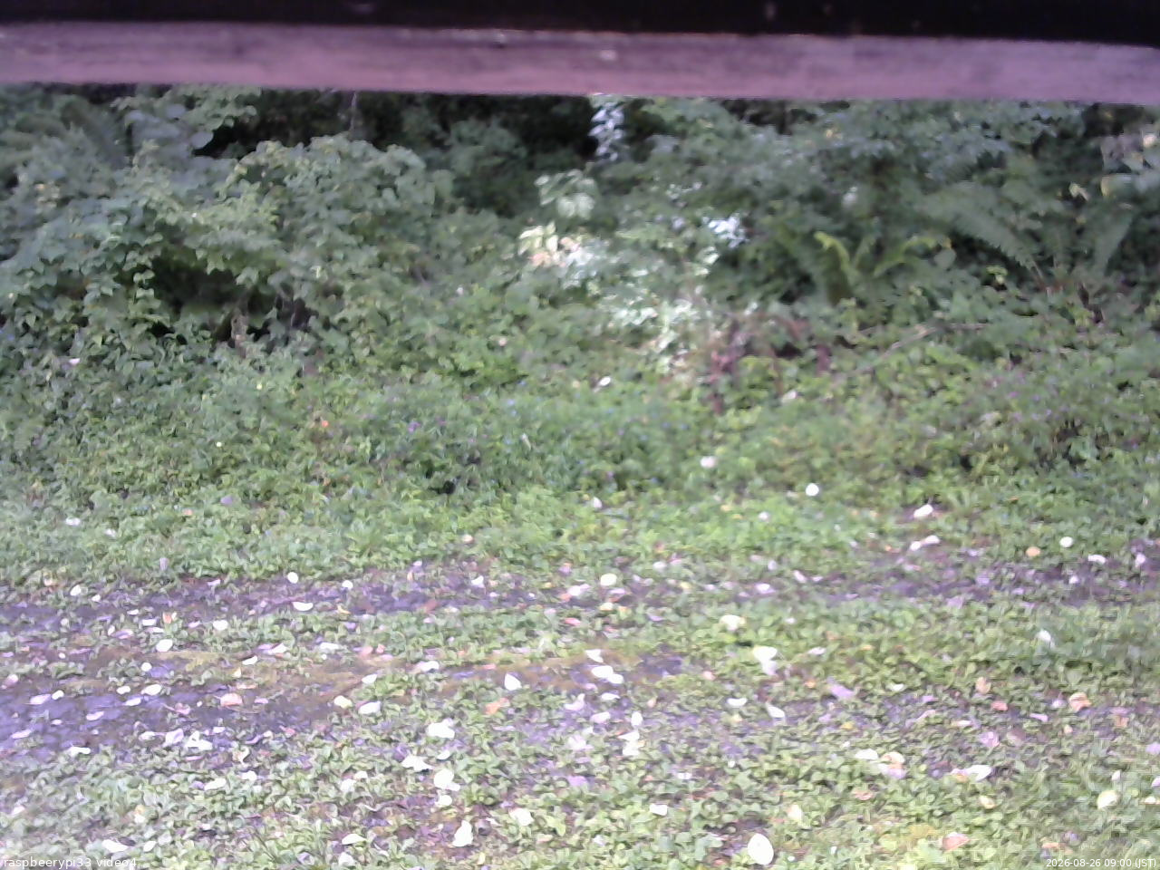 長野県菅平高原 ゆたか山荘 東側(坂下) 2026/08/26 09:00