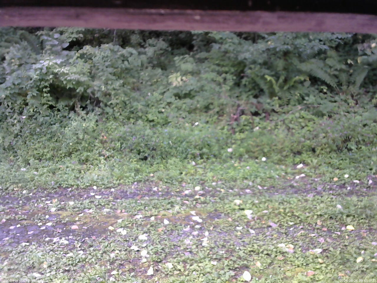 長野県菅平高原 ゆたか山荘 東側(坂下) 2026/08/26 09:45