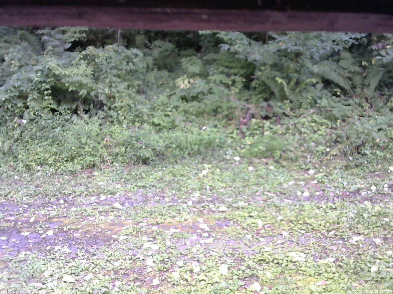 長野県菅平高原 ゆたか山荘 東側(坂下) 2026/08/26 15:45