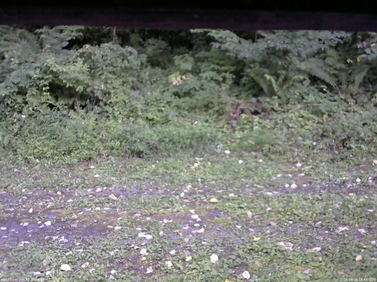 長野県菅平高原 ゆたか山荘 東側(坂下) 2026/08/26 16:45