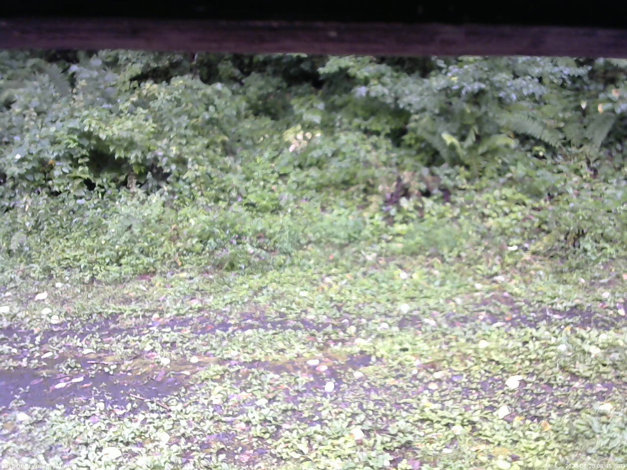 長野県菅平高原 ゆたか山荘 東側(坂下) 2026/08/28 08:45